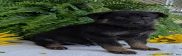 German Shepherd dogs for sale: Ben  - Ad 6