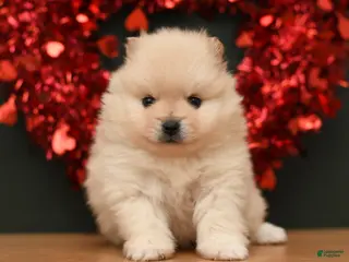 Pomeranian dogs Jack - Ad 7