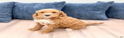 Mini Goldendoodle dogs for sale: Macy - Ad 6
