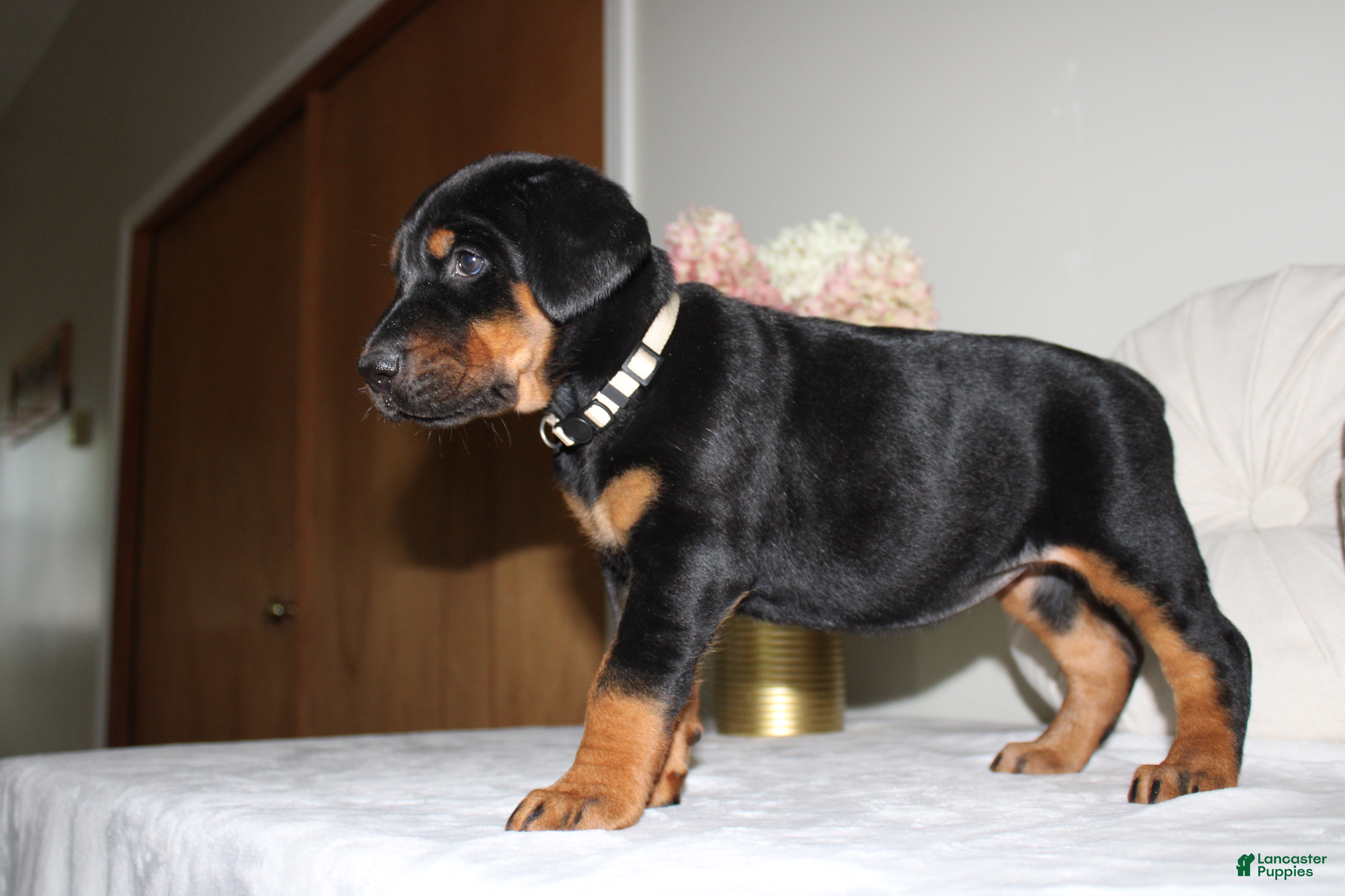 Doberman Pinscher dogs Cali - Ad 2