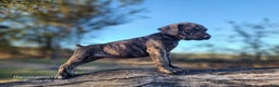 Catahoula Leopard Dog dogs for sale: Tracy II 2025 Female 4 - Ad 4