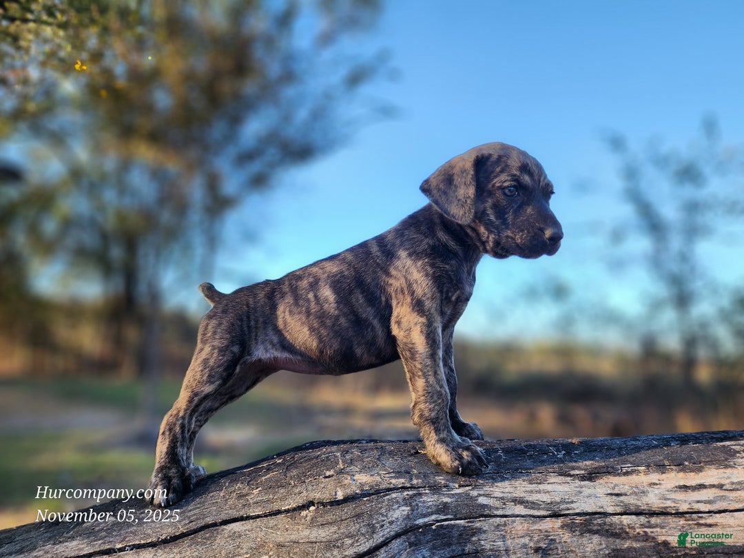 Catahoula Leopard Dog dogs for sale: Tracy II 2025 Female 4 - Ad 4