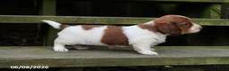 Miniature Dachshund dogs for sale: Amy - Ad 4