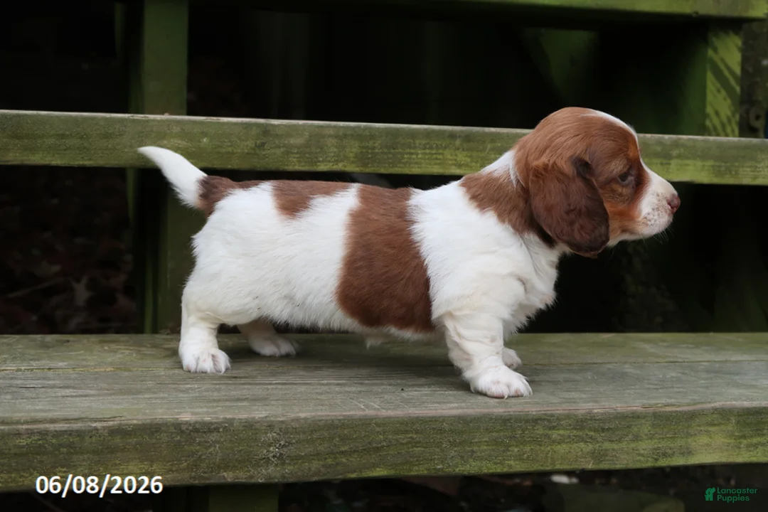 Miniature Dachshund dogs for sale: Amy - Ad 4