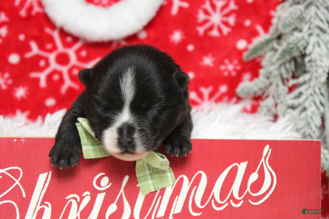 Pomsky dogs for sale: Luey  - Ad 1