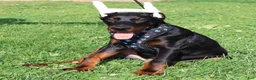 Doberman Pinscher dogs for sale: Doberman Pinscher 1 - Ad 8