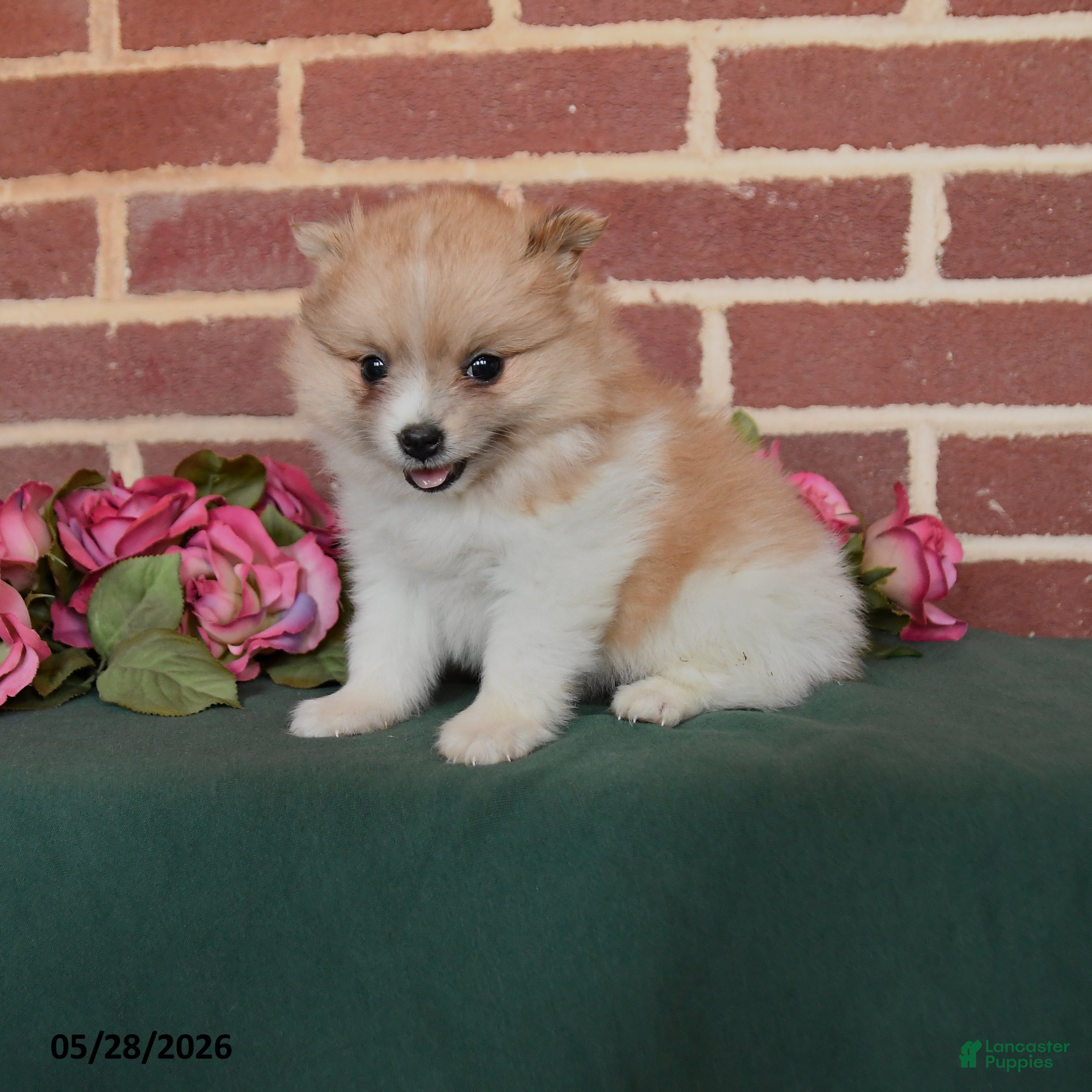 Pomeranian dogs Izzy - Ad 1