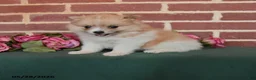 Pomeranian dogs for sale: Izzy - Ad 1
