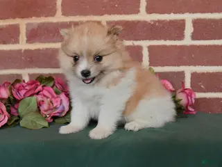 Pomeranian dogs for sale: Izzy - Ad 3