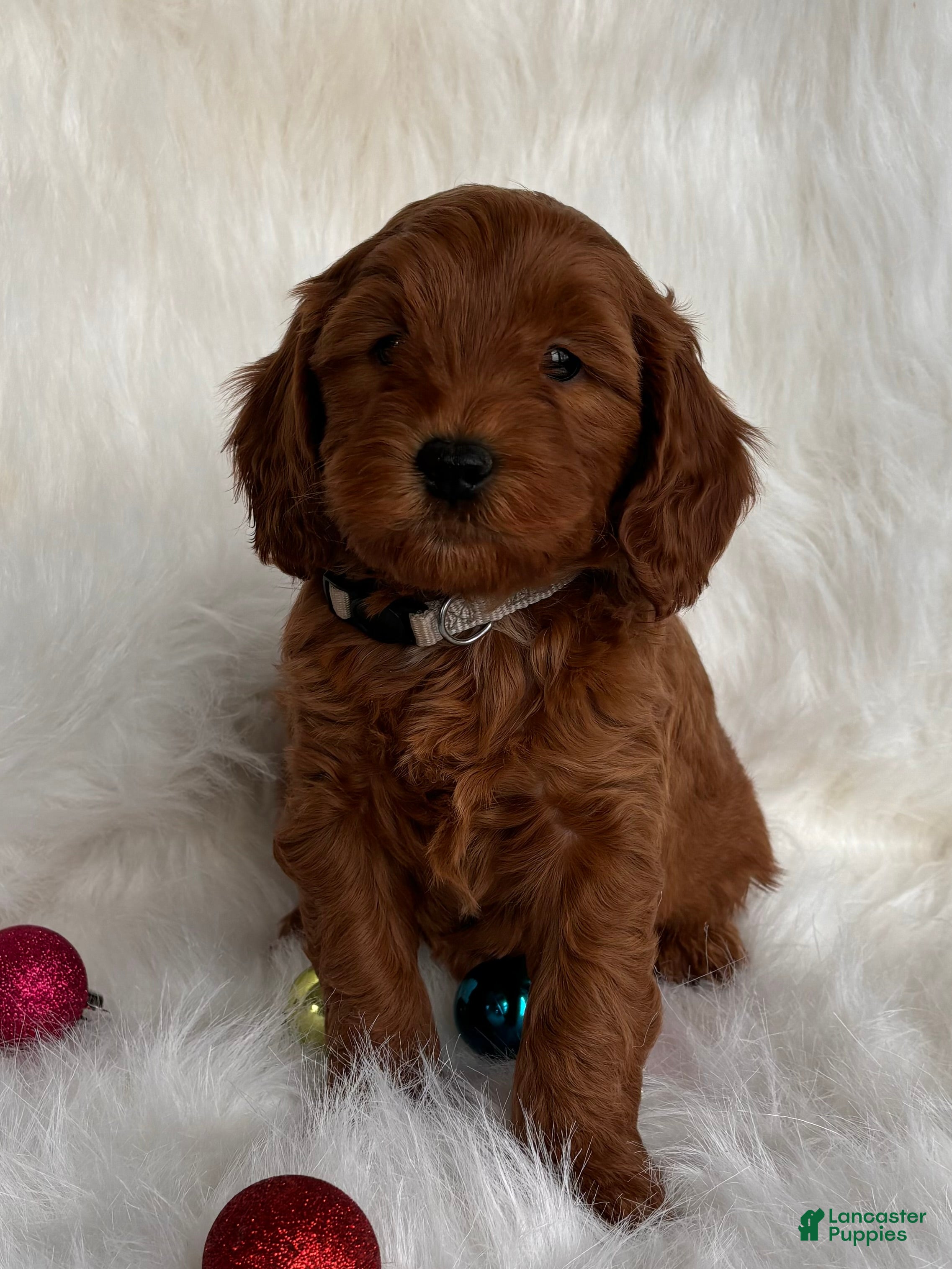 Mixed Breed dogs Mini Nick - Ad 7