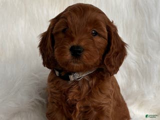 Mixed Breed dogs Mini Nick - Ad 7