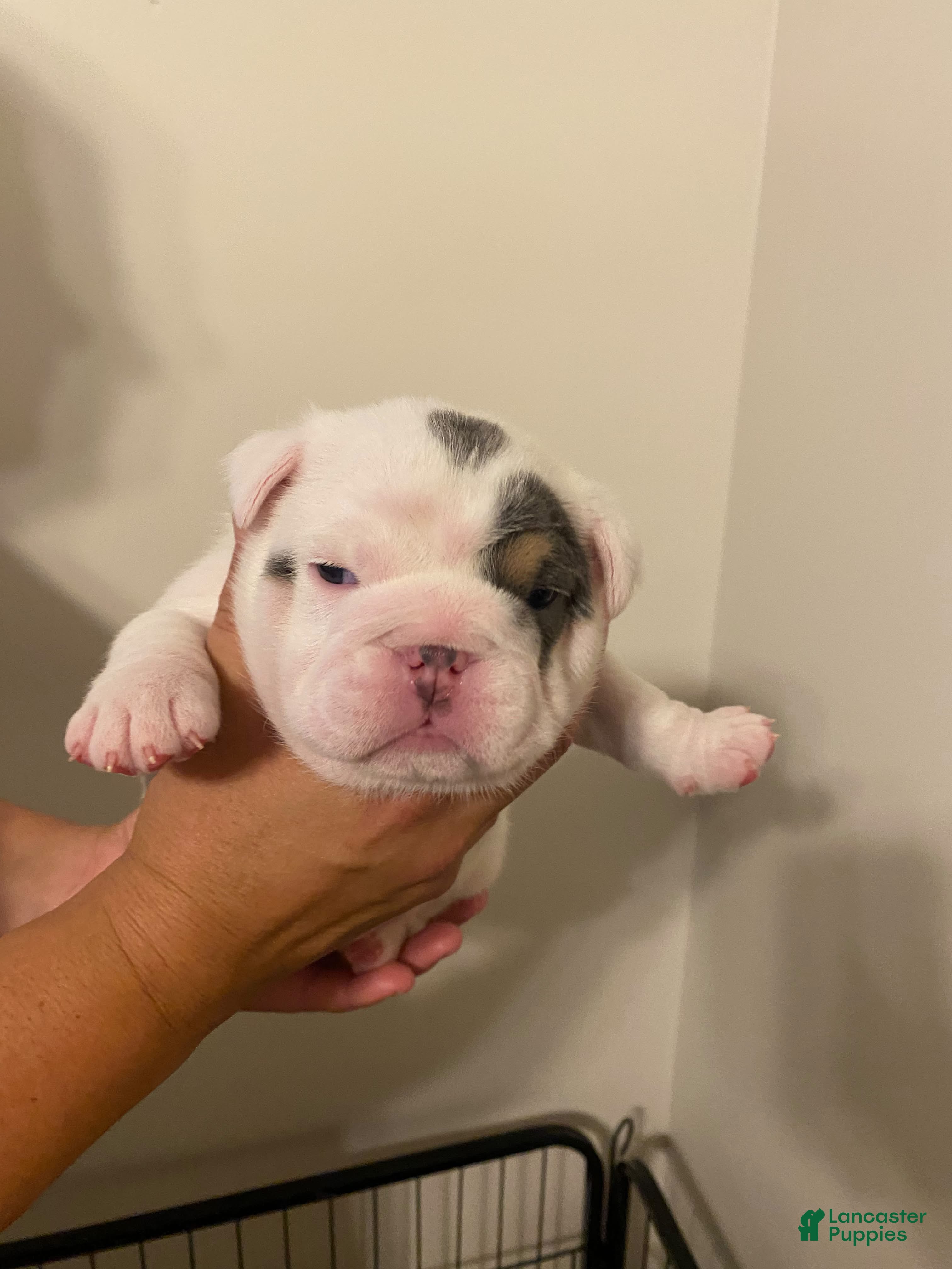 English Bulldog dogs Molly - Ad 1