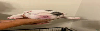 Molly