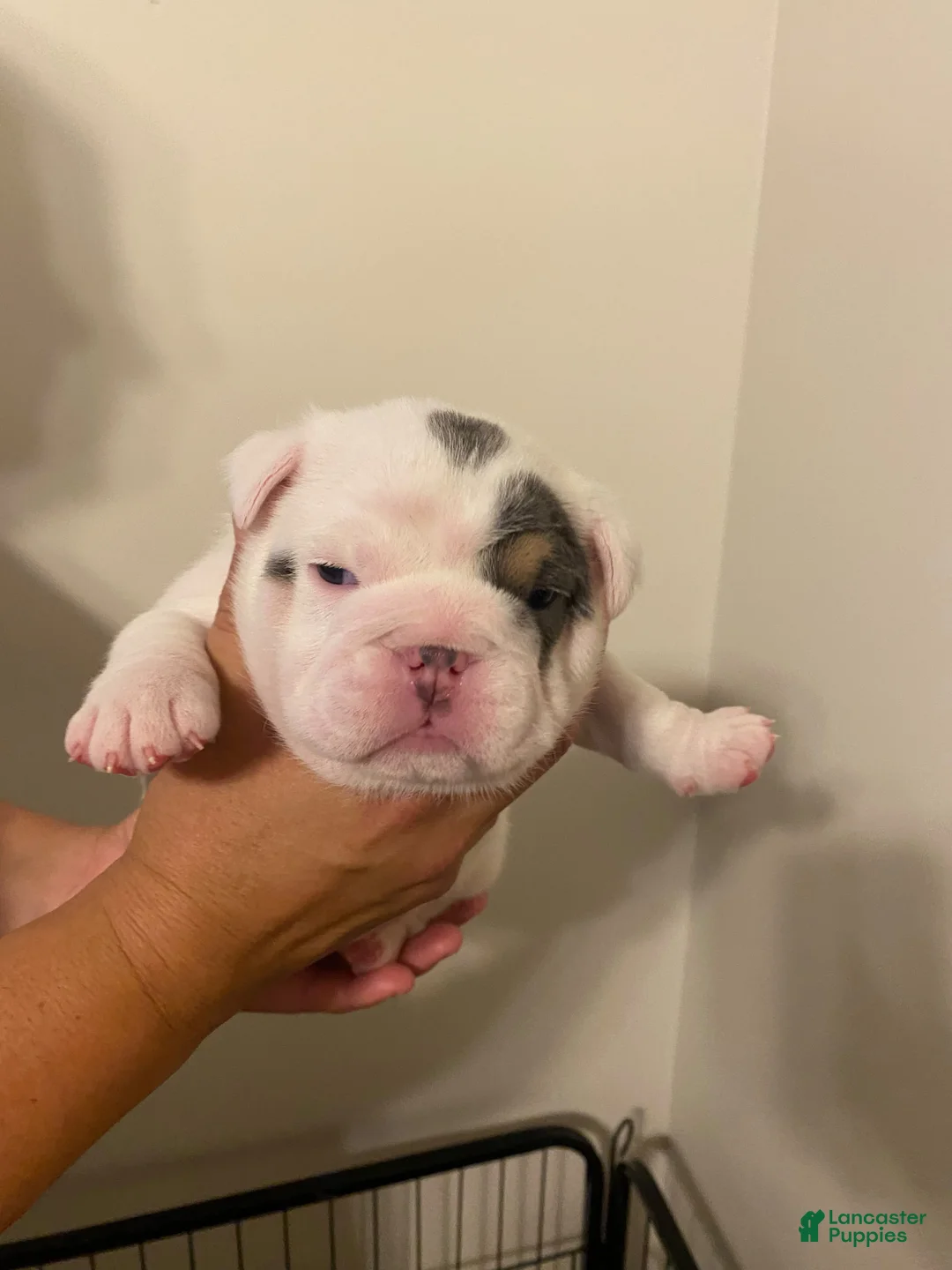 English Bulldog dogs for sale: Molly - Ad 1