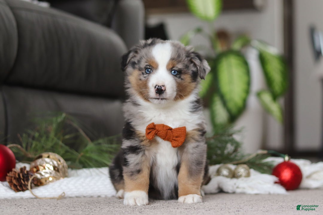 Miniature Australian Shepherd dogs for sale: Anson - Ad 4