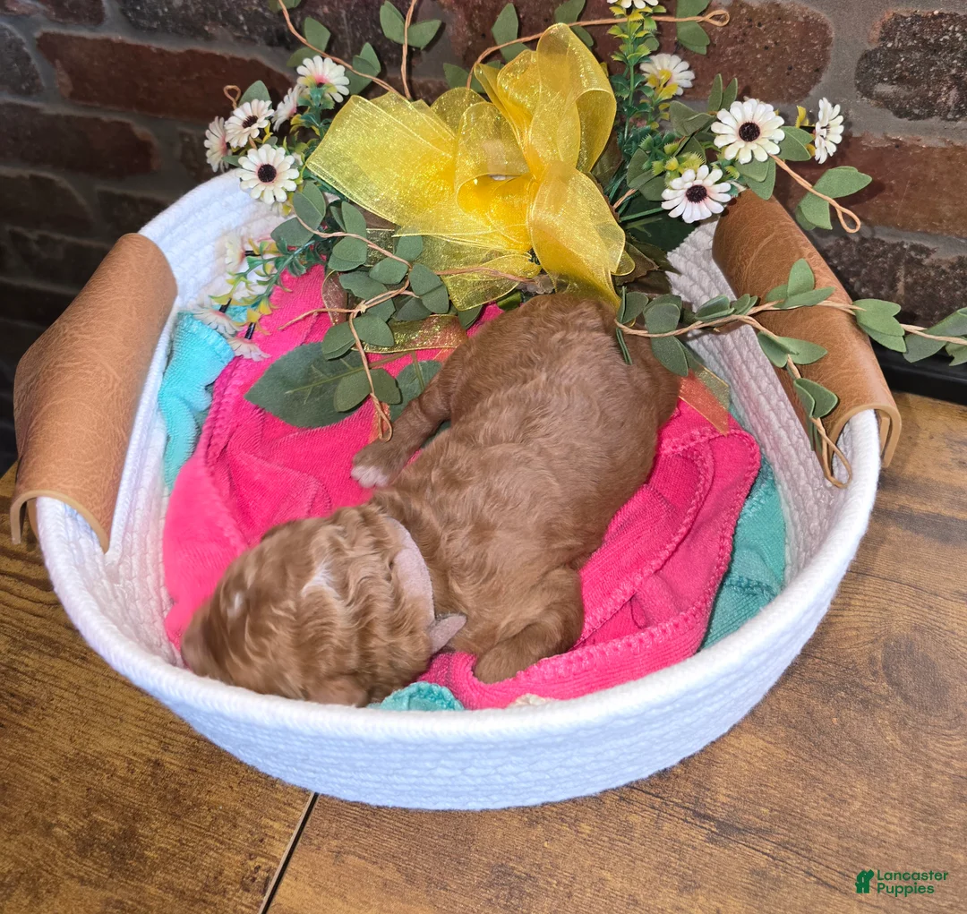 Goldendoodle dogs for sale: Goldendoodle Puppy 10 - Ad 2