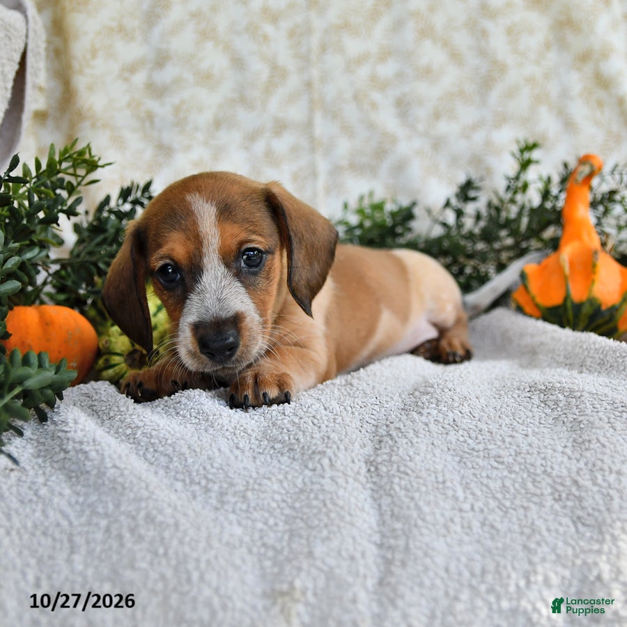 Miniature Dachshund dogs for sale: Jasper - Ad 1