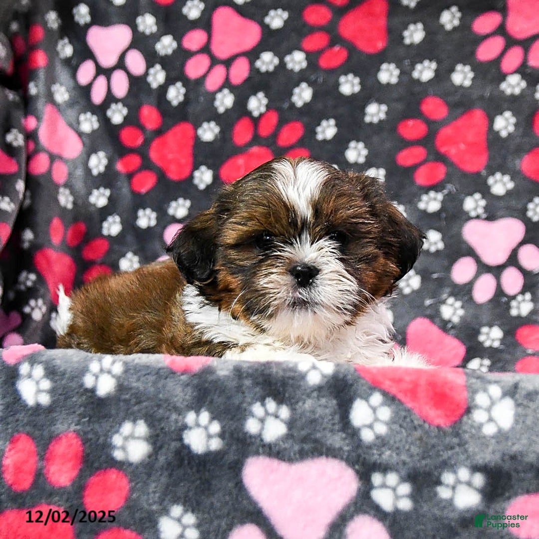 Shih Tzu dogs for sale: Ozzie - Ad 4