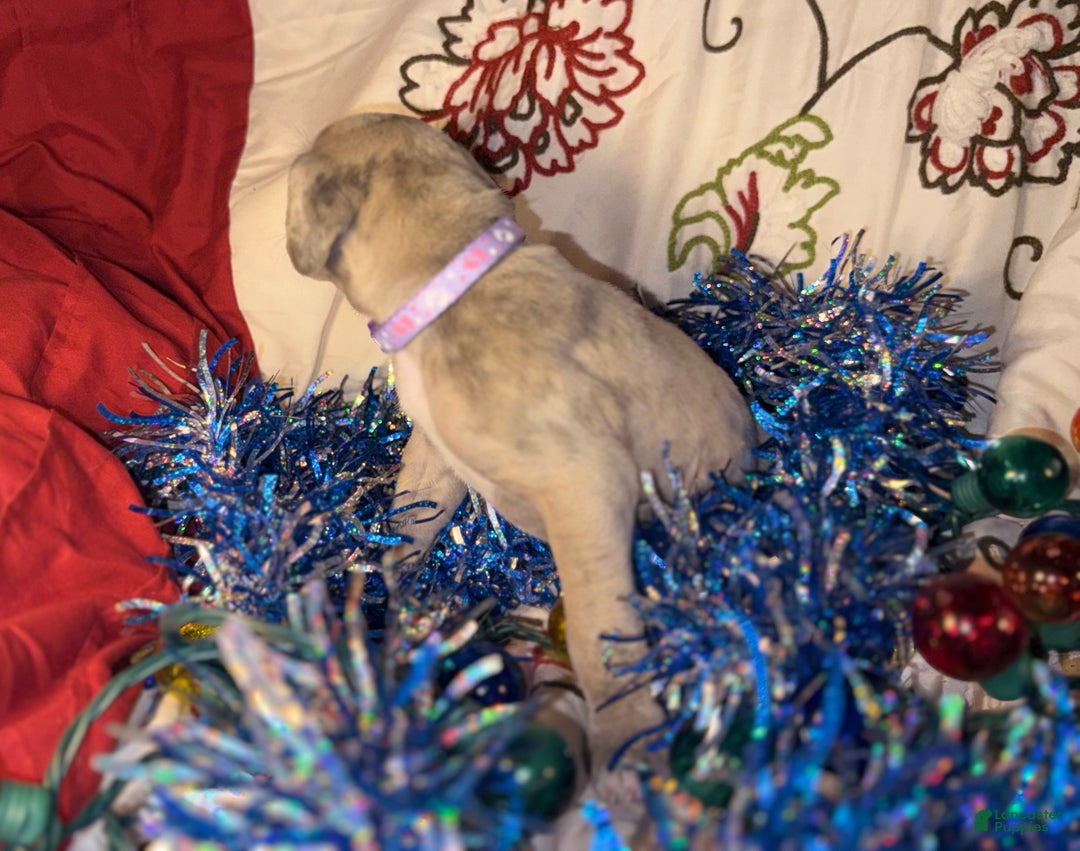 Great Dane dogs for sale: Milo - Ad 3