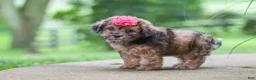 Shihpoo dogs for sale: Lucy - Ad 4