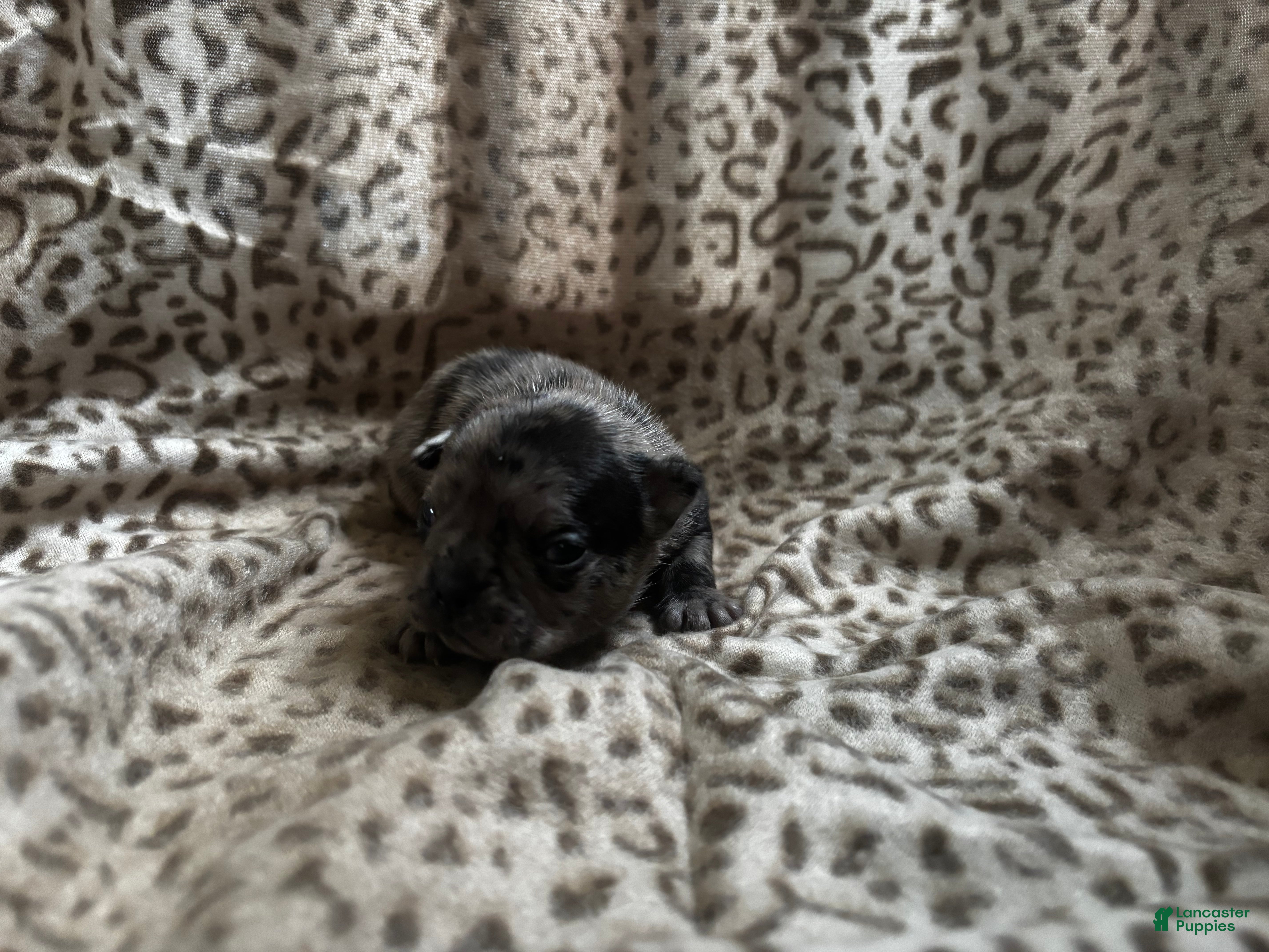 Mixed Breed dogs Bluey - Ad 36