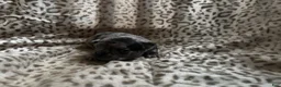 Mixed Breed dogs for sale: Bluey - Ad 5