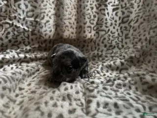 Mixed Breed dogs Bluey - Ad 38