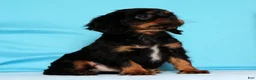 Cavalier King Charles Spaniel dogs for sale: Dasher - Ad 2