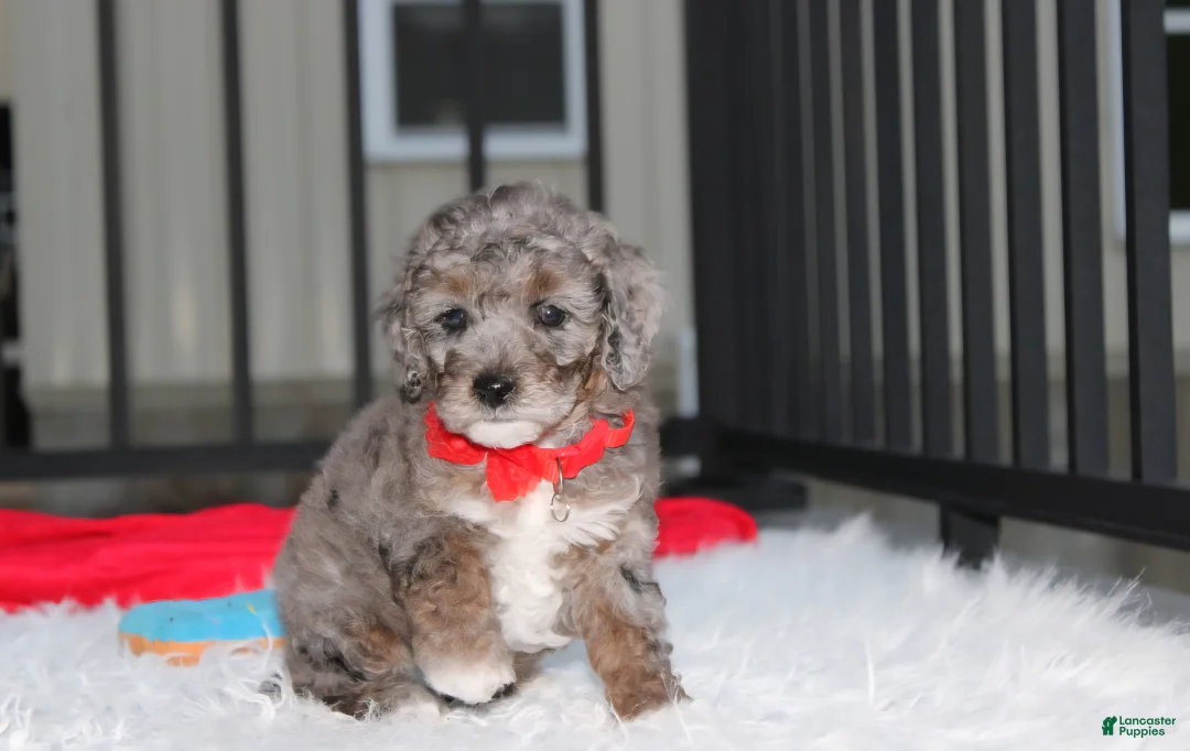 Miniature Poodle dogs for sale:  Banjo - Ad 6