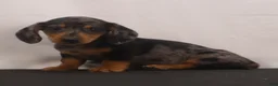 Dachshund dogs for sale: Rocky - Ad 5