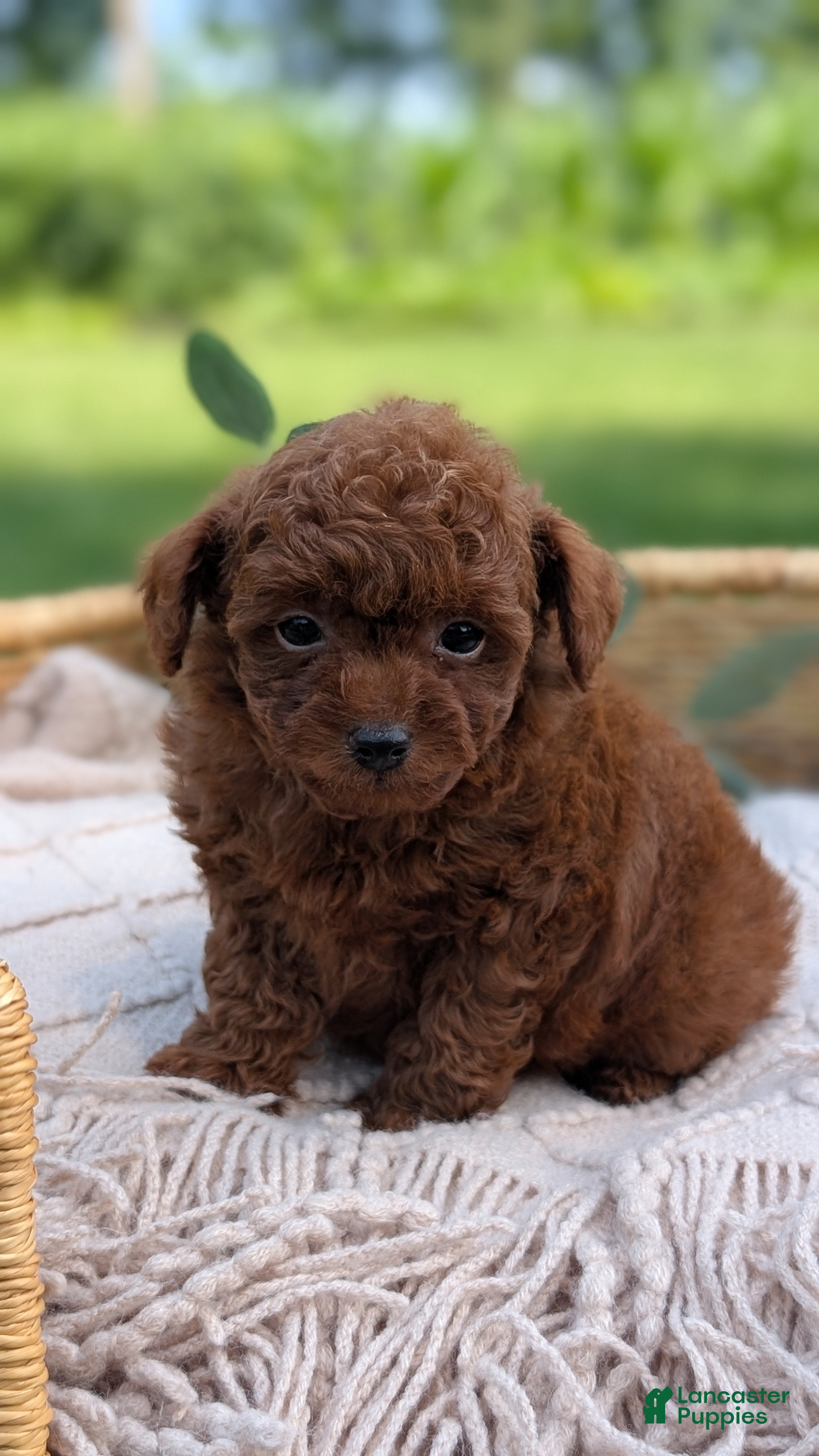 Toy Poodle dogs Carson - Ad 2