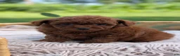 Toy Poodle dogs for sale: Carson - Ad 2