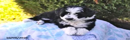 Mini Aussiedoodle dogs for sale: Sadie - Ad 4