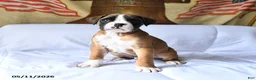 Boxer dogs for sale: Bentley - Ad 2
