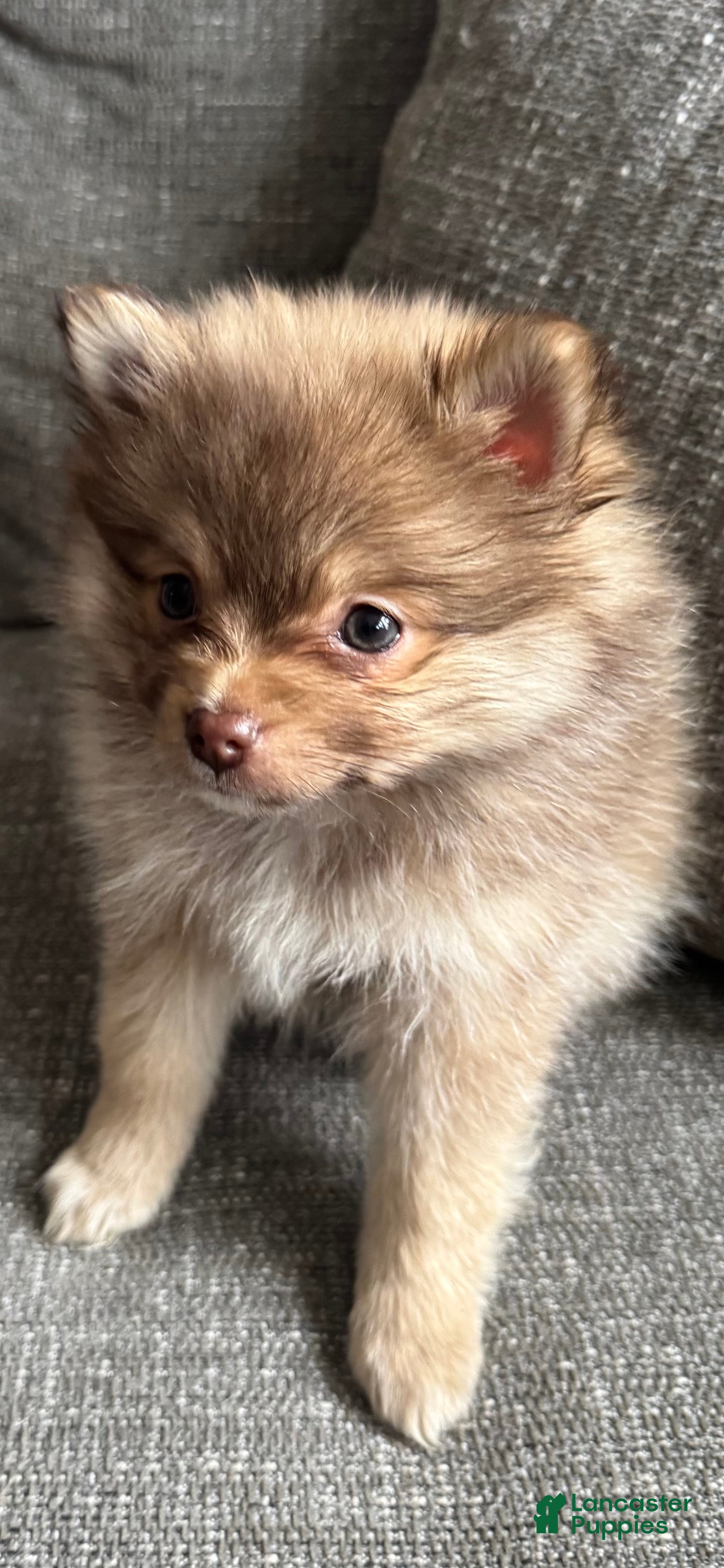 Pomeranian dogs Hunter - Ad 5