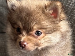 Pomeranian dogs Hunter - Ad 5