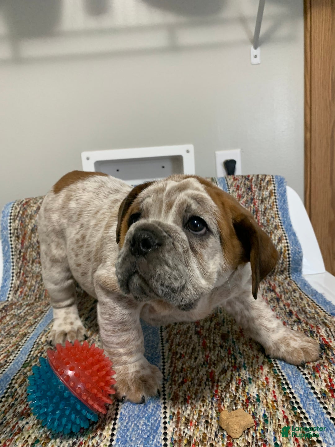 Mixed Breed dogs for sale: Mixed Breed Puppy 1 - Ad 4