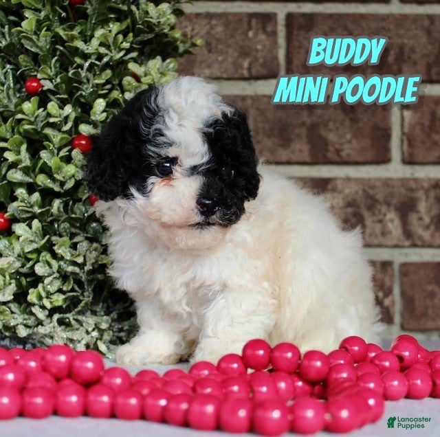 Miniature Poodle dogs Buddy - Ad 13