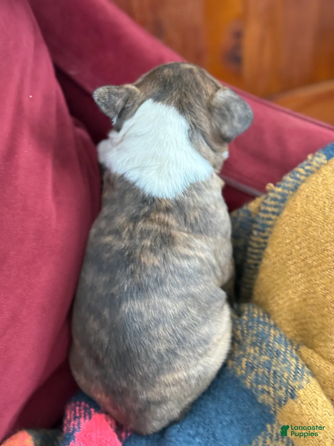 Boston Terrier dogs for sale: Benji - Ad 3