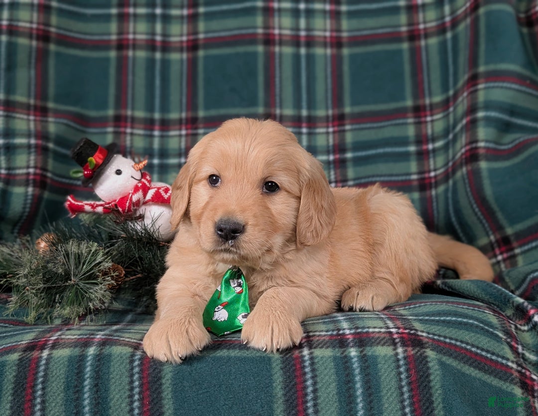 Golden Retriever dogs for sale: Bradley - Ad 4