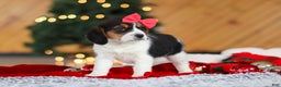 Beagle dogs for sale: Violet  - Ad 7