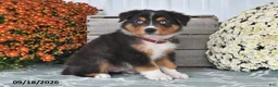 Australian Shepherd dogs for sale: Jace - Ad 3