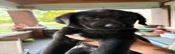 Golden Shepherd dogs for sale: Golden Shepherd blue collar male - Ad 1