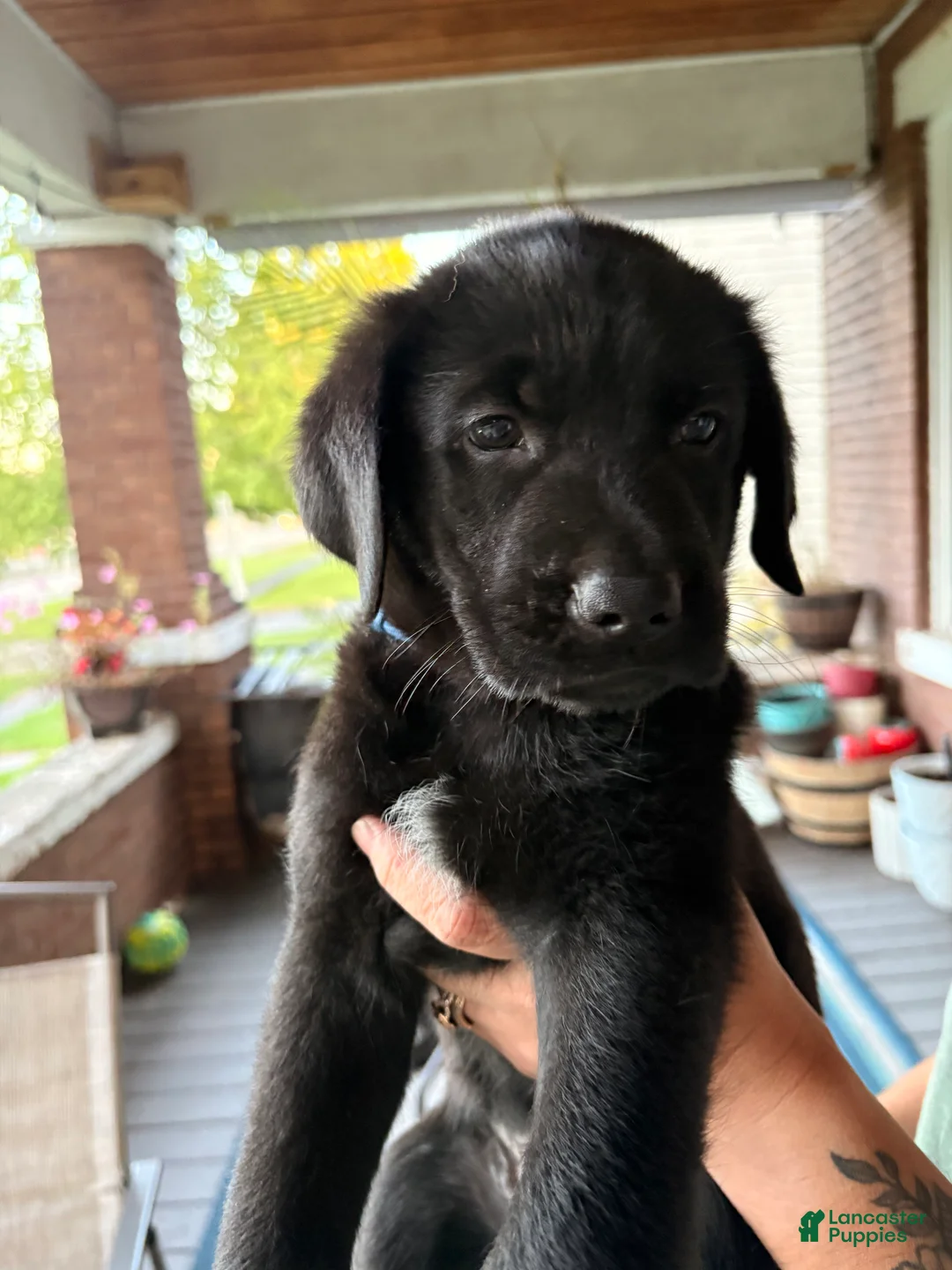 Golden Shepherd dogs for sale: Golden Shepherd blue collar male - Ad 1