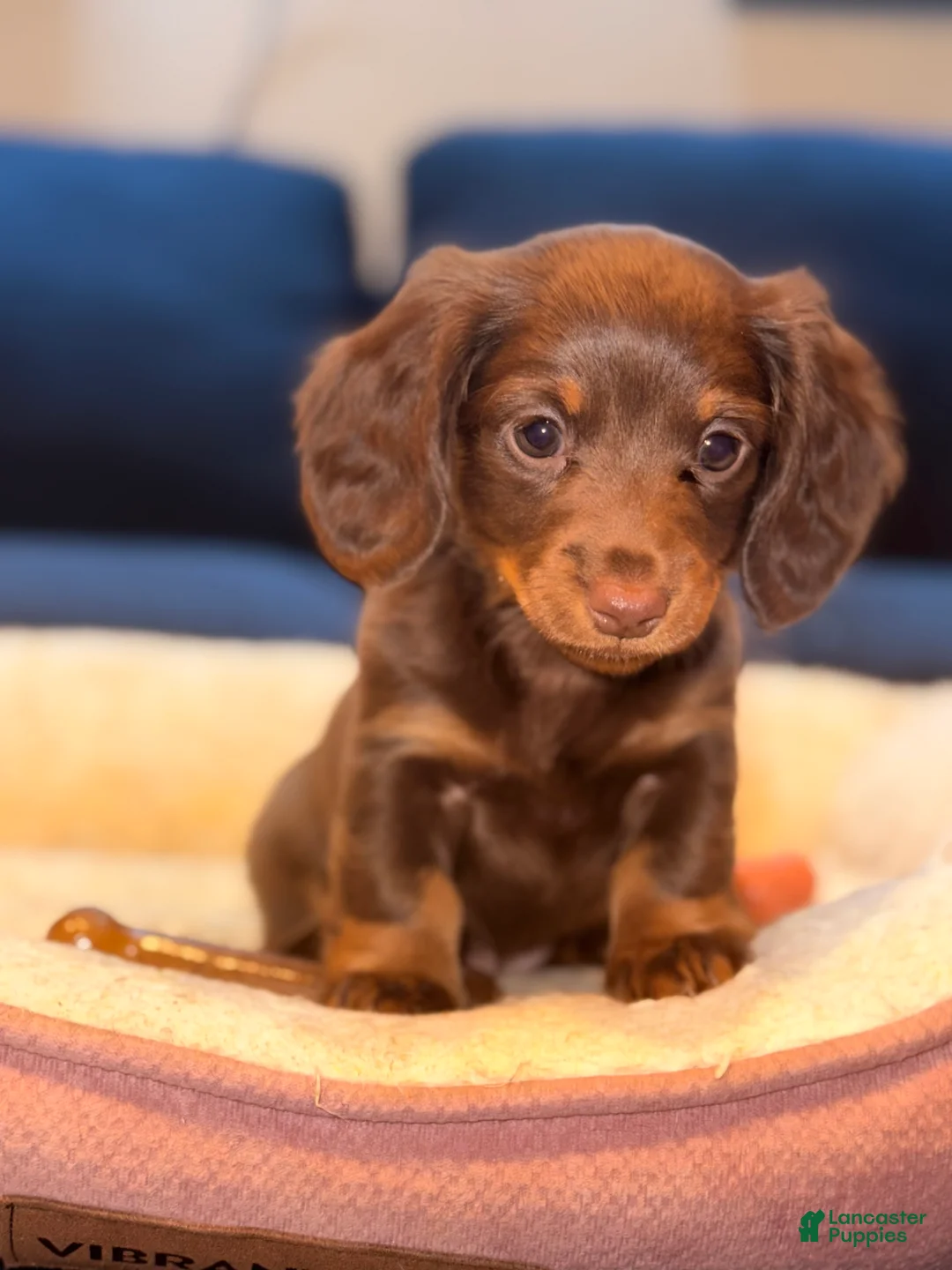 Miniature Dachshund dogs for sale: Candy - Ad 1
