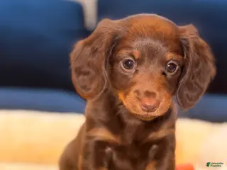 Miniature Dachshund dogs Candy - Ad 16