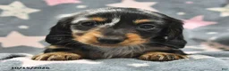 Miniature Dachshund dogs for sale: Stardust   - Ad 1