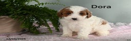Cavapoo dogs for sale: Dora - Ad 2