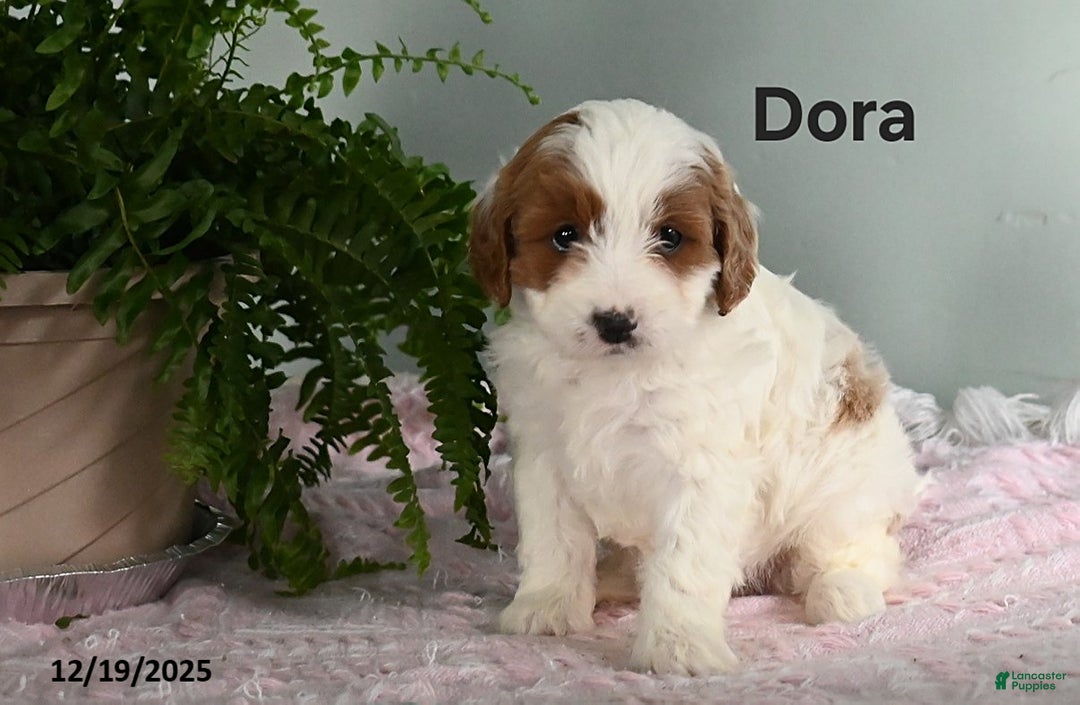 Cavapoo dogs for sale: Dora - Ad 2