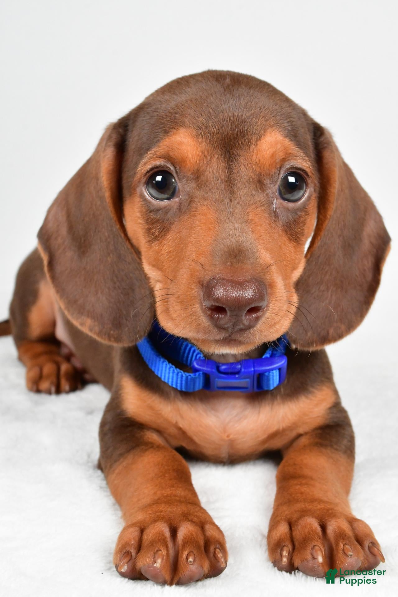 Miniature Dachshund dogs Austin - Ad 2